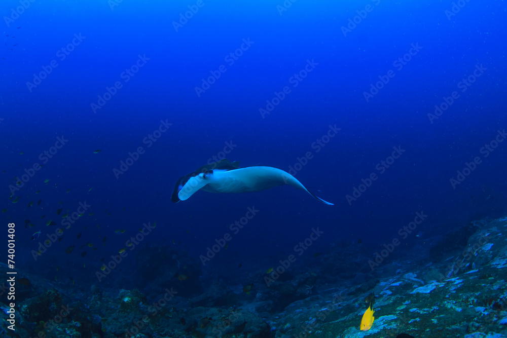 Fototapeta premium Manta Ray