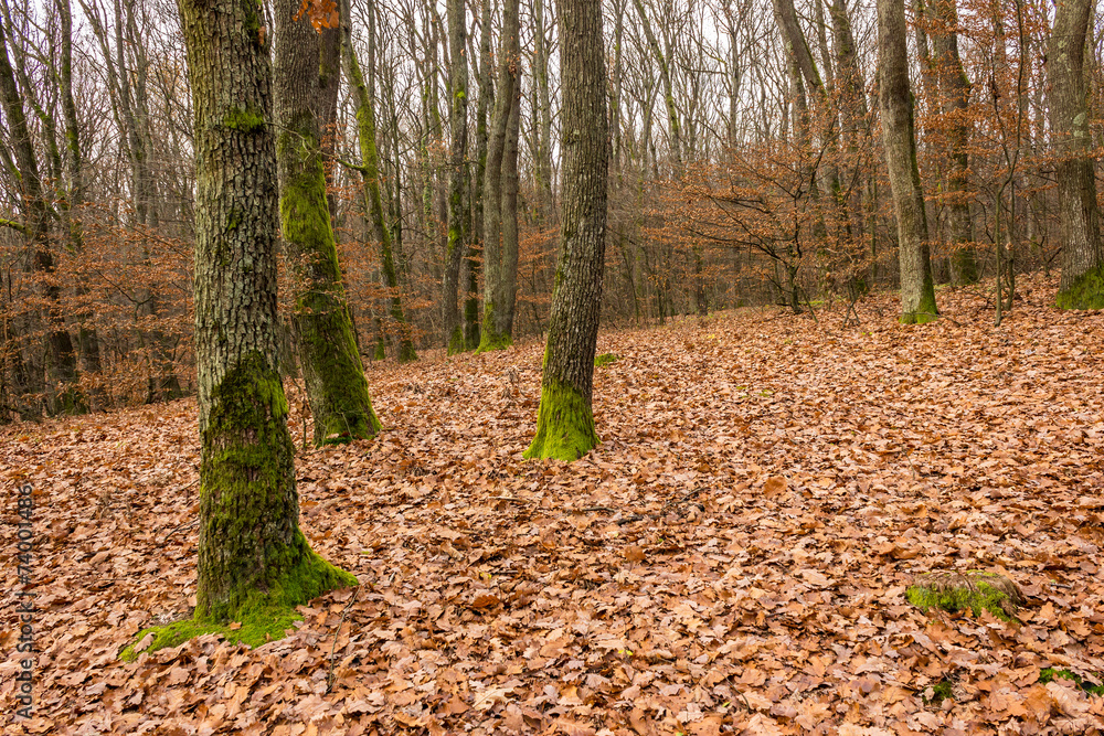 Obraz premium autumn forest with red foliage