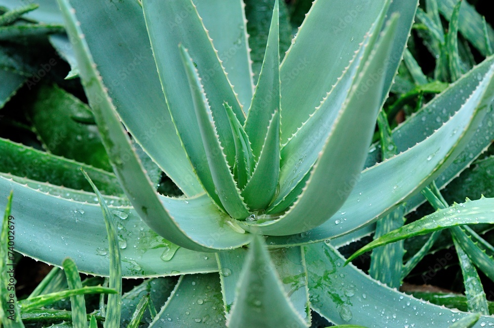 Foto aloe plant