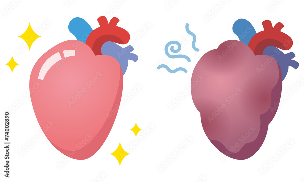 臓器のイラスト 心臓 Stock イラスト Adobe Stock