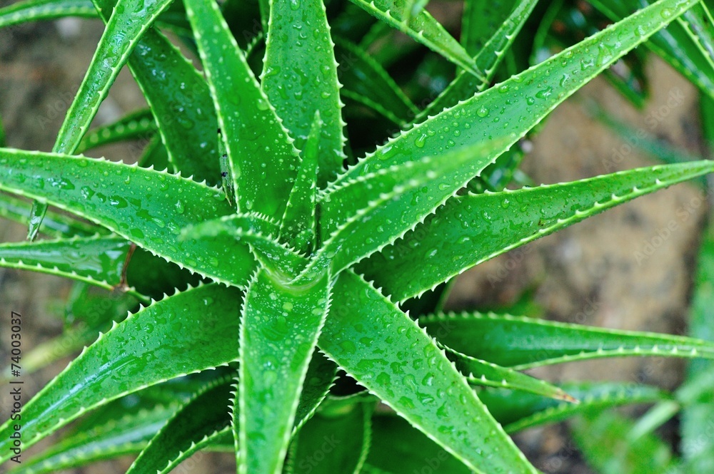 aloe plant aloe plant
