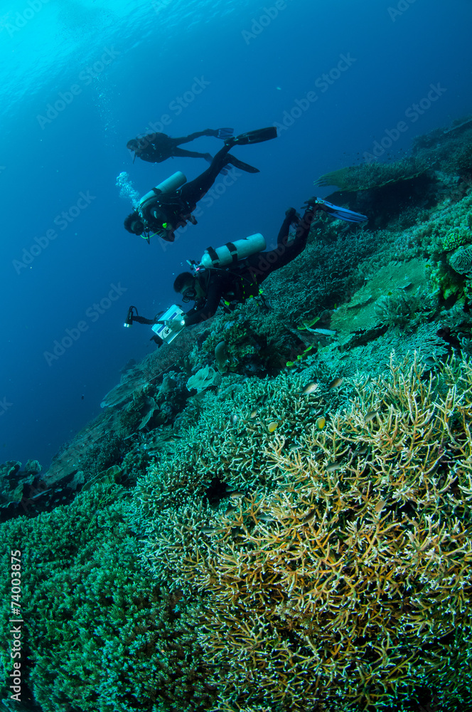 Divers, various hard coral reefs in Banda, Indonesia underwater Divers, various hard coral reefs in Banda, Indonesia underwater
