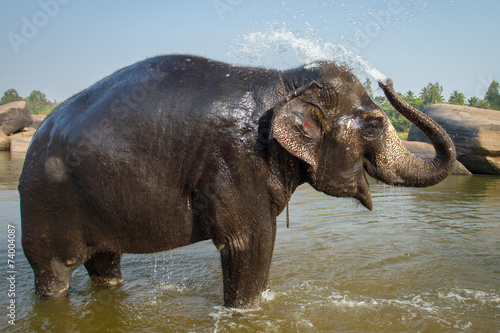 Lakshmi  the temple elephant in Hampi  India