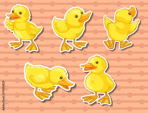 Happy ducklings