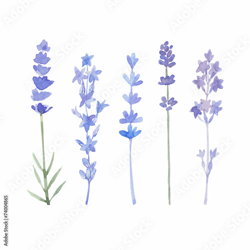 Watercolor lavender set. Lavender flowers isolated on white back