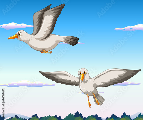 Birds
