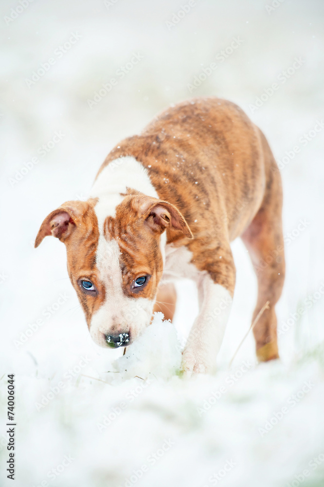 American staffordshire terrier puppy playing with a snowball