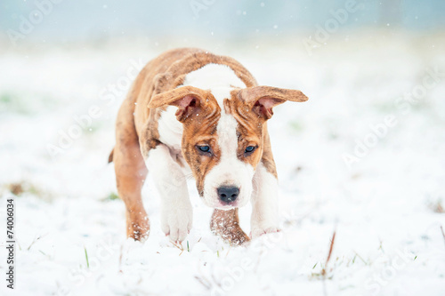 Fototapeta Naklejka Na Ścianę i Meble -  American staffordshire terrier puppy playing with snowball