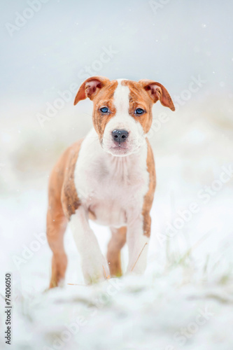 Fototapeta Naklejka Na Ścianę i Meble -  American staffordshire terrier puppy in a snowy day