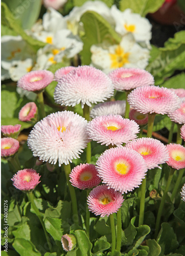 Fototapeta Naklejka Na Ścianę i Meble -  pâquerette bellis perennis