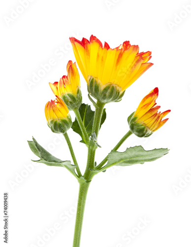 chrysanthemum,