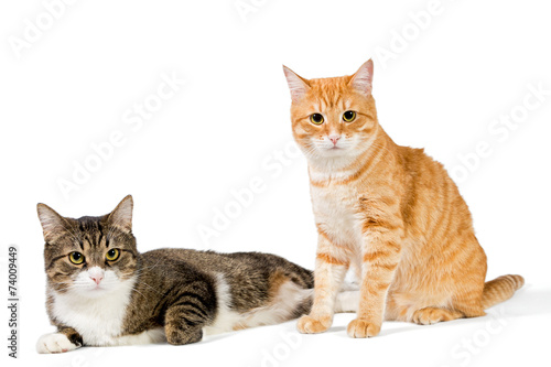 Fototapeta Naklejka Na Ścianę i Meble -  Two friendly cat