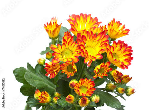 Fototapeta Naklejka Na Ścianę i Meble -  chrysanthemum,