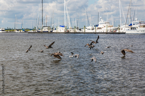 Flock of Sea Birds Flying Past  Marina