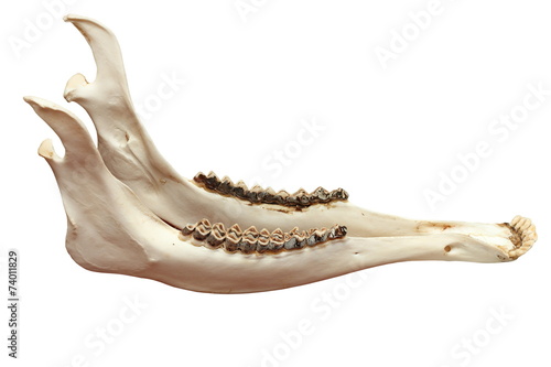 Fotografie cervus elaphus mandible