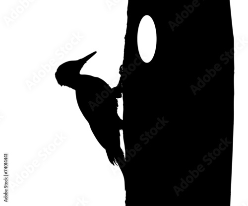 Black woodpecker on tree silhouette