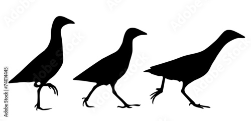 Corn crake silhouette