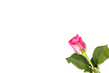 Rose Flower isolated on white background