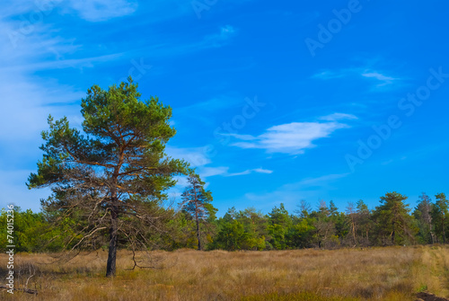 green pine tree among a steppe
