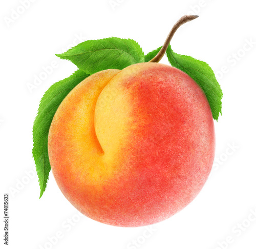 Isolated peach. Fresh peach fruit on a branch isolated on white, with clipping path