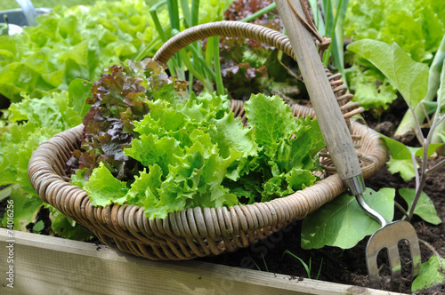 panier de salade dans potager