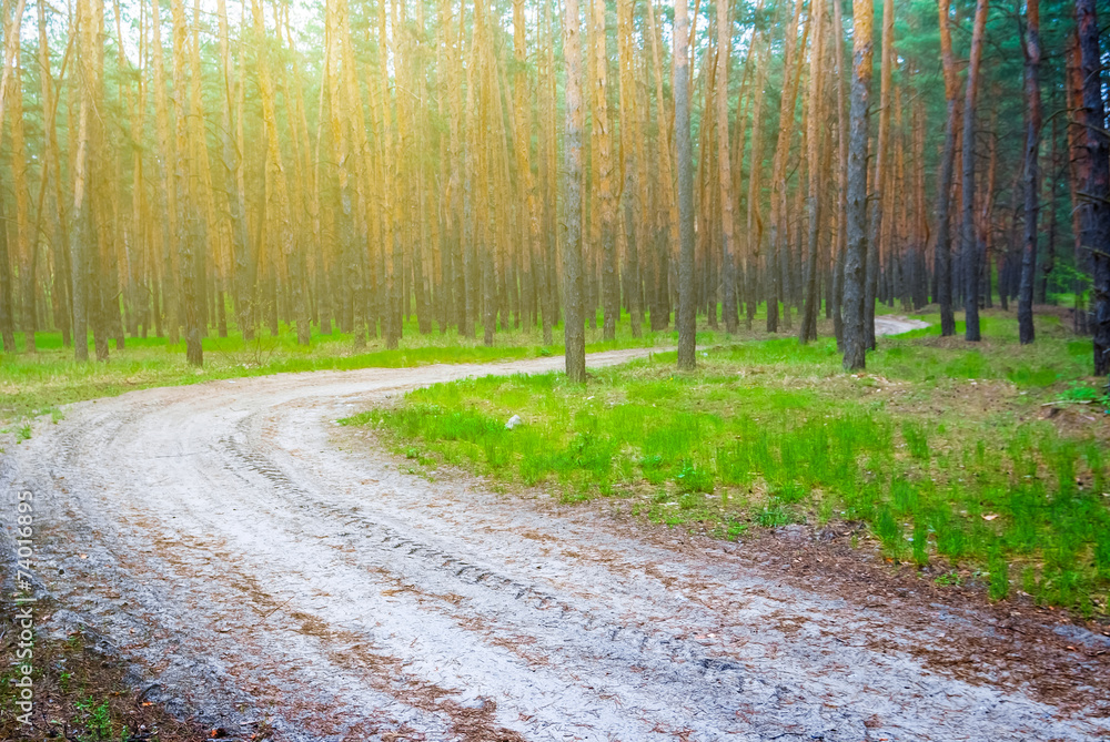 Obraz premium rural road through a pine forest