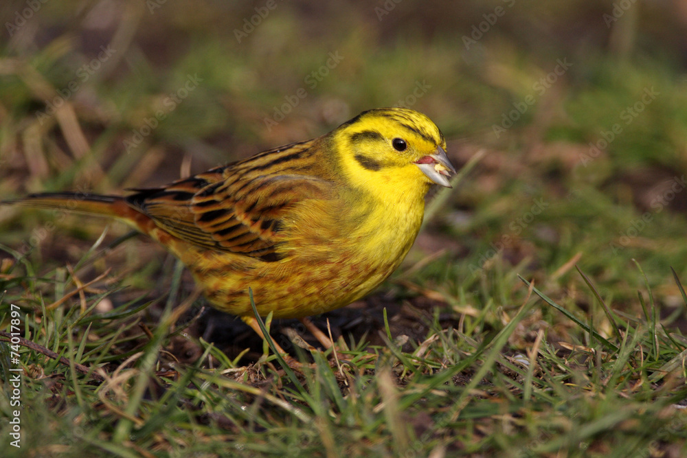 Yellowhammer - Emberiza citrinella Yellowhammer - Emberiza citrinella