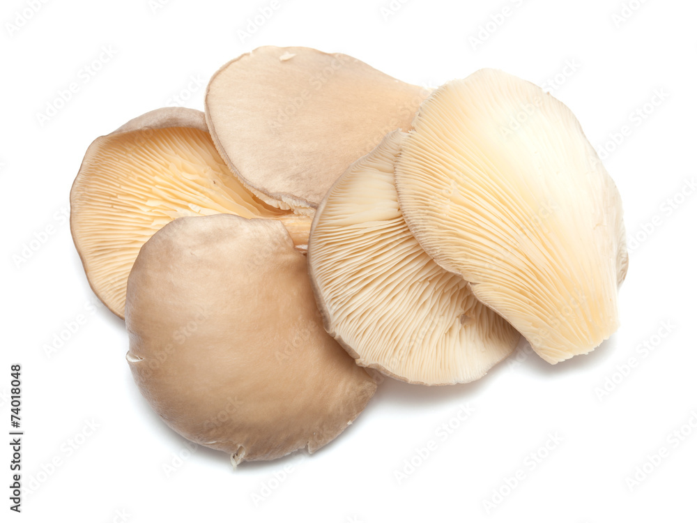 Fototapeta premium oyster mushrooms isolated