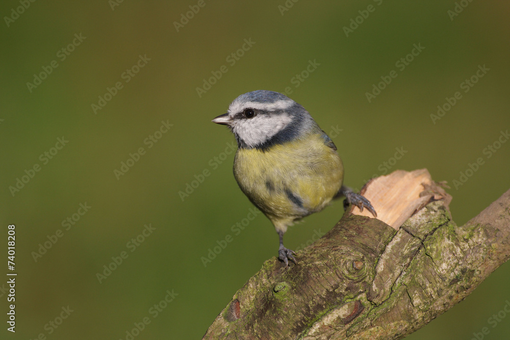 Obraz premium Blue Tit - Parus caeruleus