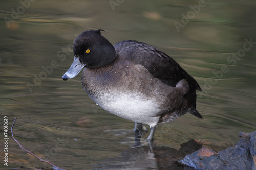 Tufted Duck female - Aythya fuligula photo