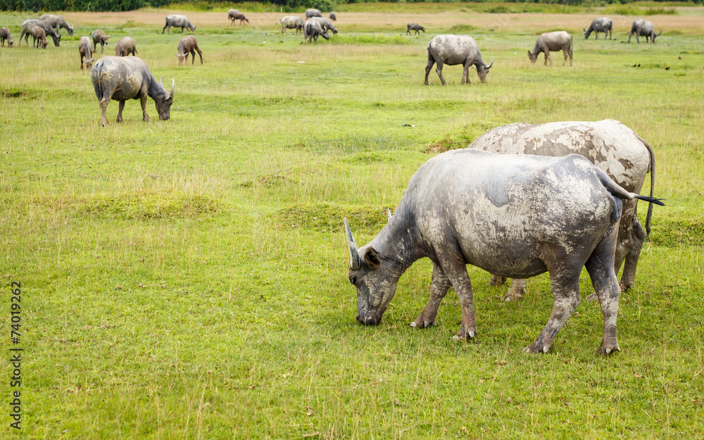 Obraz premium Buffalo in Thailand