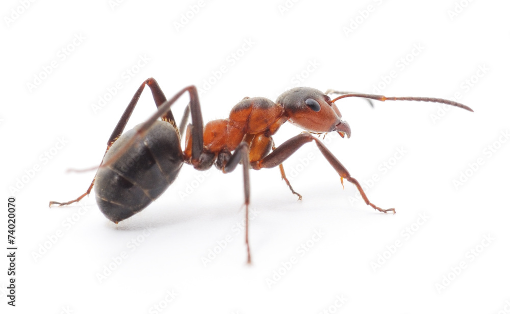 Isolated Red Ant Isolated Red Ant
