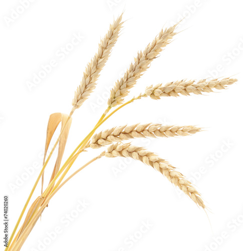 Wheat Bunch