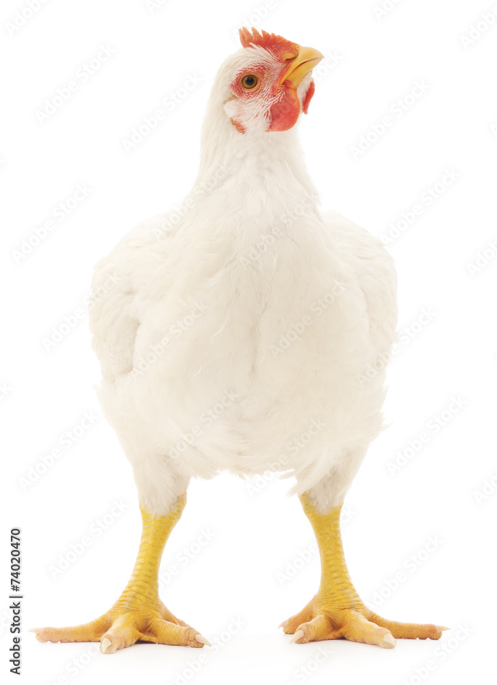 Fototapeta premium white hen