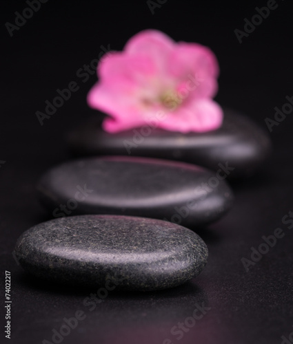 stone and petal