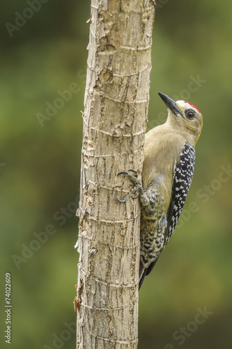 Hoffmann Woodpecker-Male photo