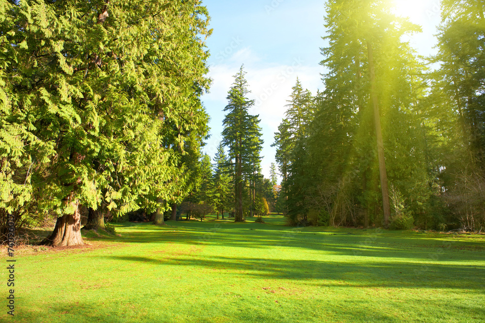 Obraz premium Green park