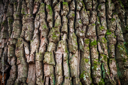 Brown oak bark photo