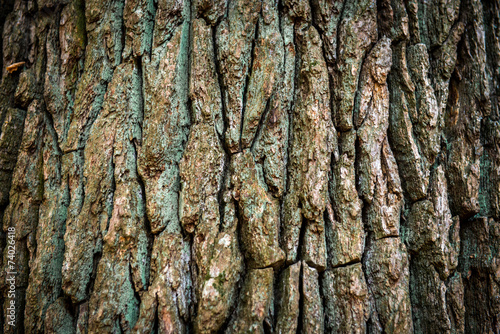 Brown oak bark