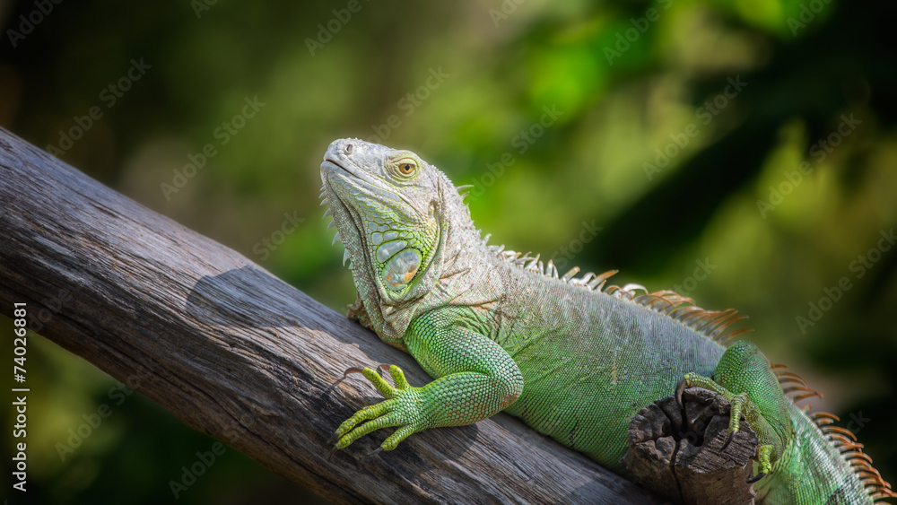 Fototapeta premium Green Iguana with green nature background