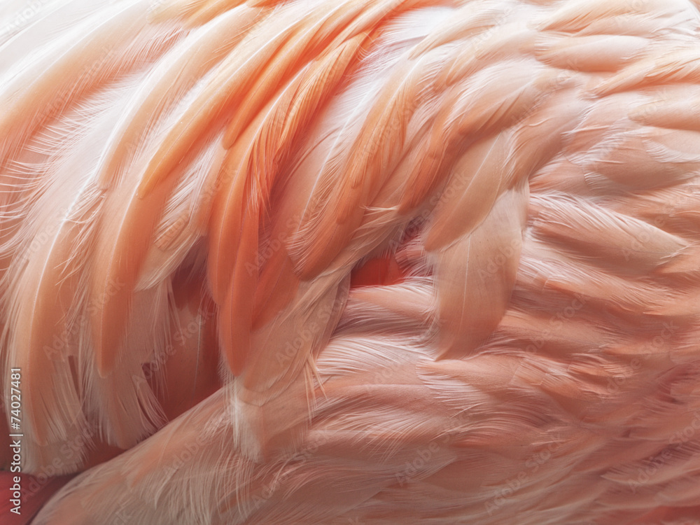 Fototapeta premium Flamingo Feathers Background