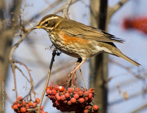 Quadro em tela Redwing on branch of mountain ash
