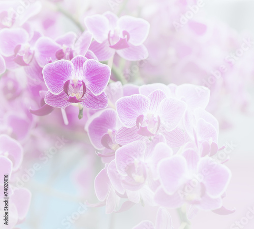 Fototapeta Naklejka Na Ścianę i Meble -  Pink orchid soft color and blur style for background.