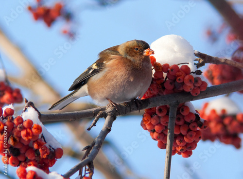 Chaffinch on branch of mountain ash