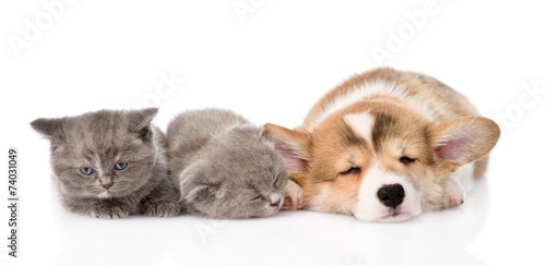 sleeping Pembroke Welsh Corgi puppy and two kittens. isolated on