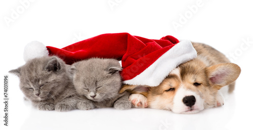 sleeping Pembroke Welsh Corgi puppy dog with santa hat and two k © Ermolaev Alexandr