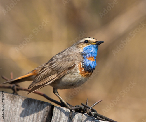 Bluethroat sits on the fence 