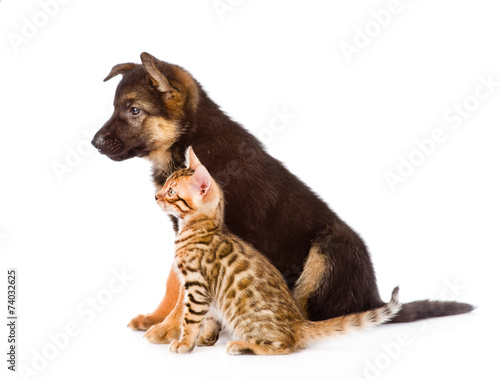 german shepherd puppy and bengal kitten with red hat. isolated o