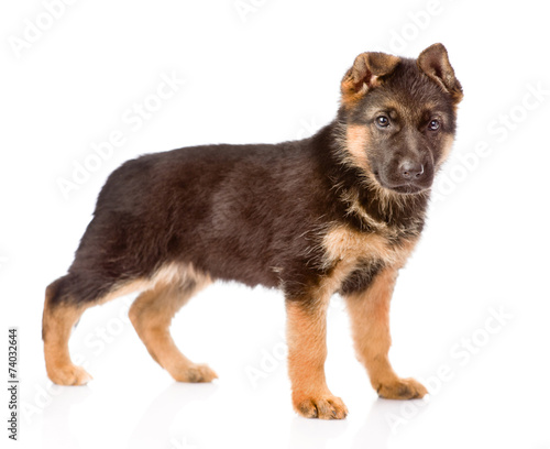 German Shepherd puppy posing. isolated on white background © Ermolaev Alexandr