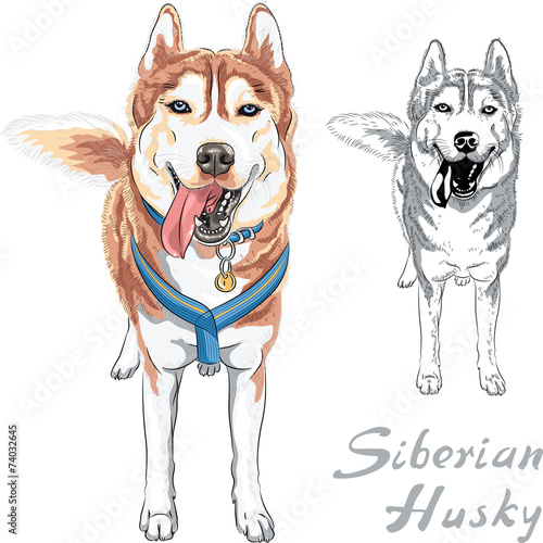 vector dog Siberian Husky breed